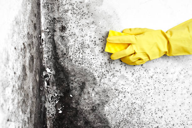 Best Forensic Mold Investigation  in Holgate, OH