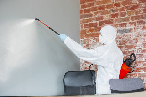 Best Black Mold Removal  in Holgate, OH