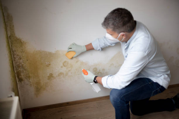 Best Environmental Consulting for Mold Prevention  in Holgate, OH